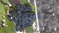 Продаю виноград Молдова